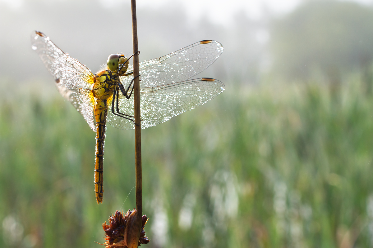 Dew covered Common Darter 3